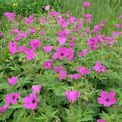 Герань РЕД АДМИРАЛ гибридная в Слуцке