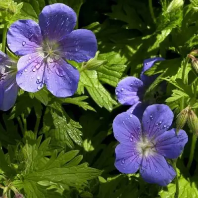 Герань БРУКСАЙД гибридная в Слуцке