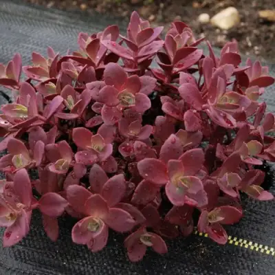 Очиток (седум) САНСПАРКЛЕР ФАЙЕРКРЕКЕР в Слуцке