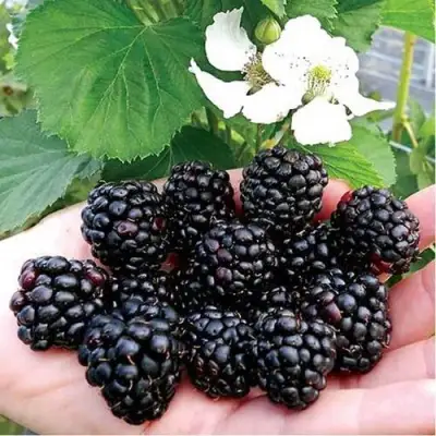 Ежевика РУБЕН ремонтантная  в Слуцке