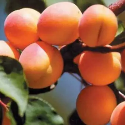 Абрикос УЛЬЯНИХИНСКИЙ в Слуцке