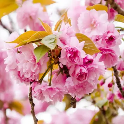 Сакура КАНЗАН в Слуцке