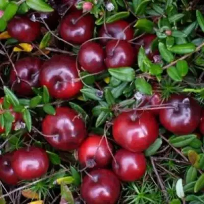 Клюква БЕН ЛИР в Слуцке