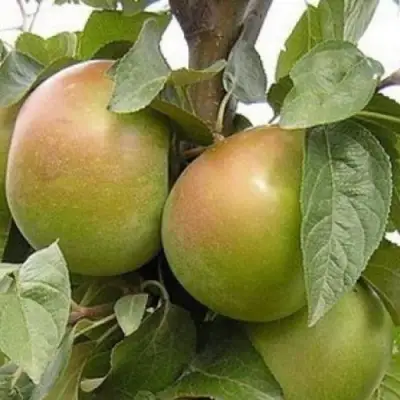 Яблоня БЕЛАНА в Слуцке