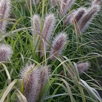 Пеннисетум БЛЭК БЬЮТИ в Слуцке