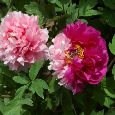 Пион ДВЕ СЕСТРЫ древовидный в Слуцке