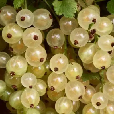 Смородина белая СМОЛЬЯНИНОВСКАЯ в Слуцке