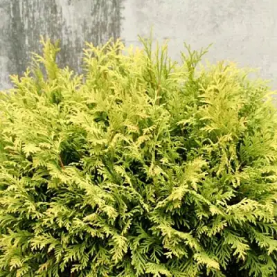 Туя ГОЛДЕН ГЛОБ западная в Слуцке