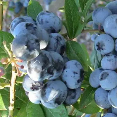Голубика НОРТЛАНД в Слуцке