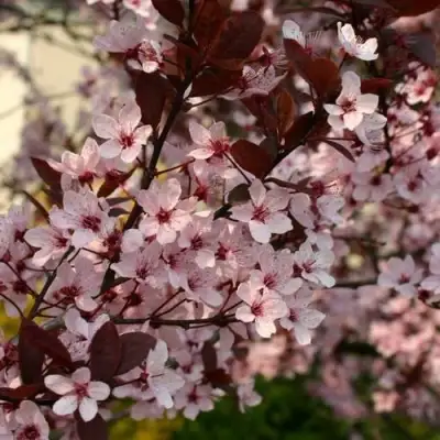 Слива НИГРА растопыреная в Слуцке