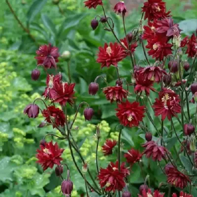 Аквилегия РУБИ ПОРТ обыкновенная в Слуцке