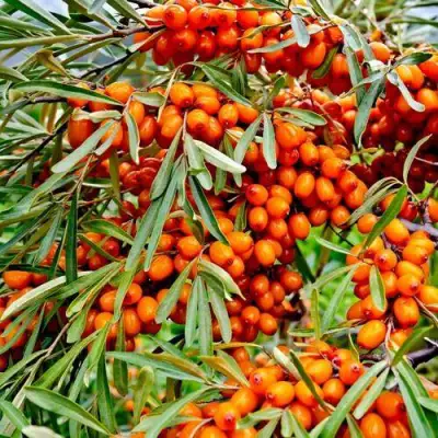 Облепиха ДЖЕМОВАЯ в Слуцке