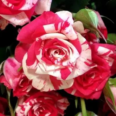 Роза ФАЙЕР ВОРКС миниатюрная в Слуцке