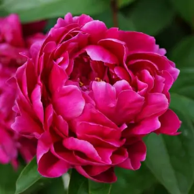 Пион ЛУИ ВАН-ГУТТ травянистый в Слуцке