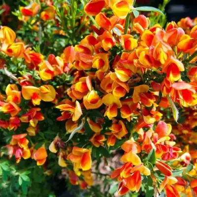 Ракитник АНДРЕАНУС в Слуцке