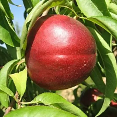 Нектарин ФАНТАЗИЯ в Слуцке