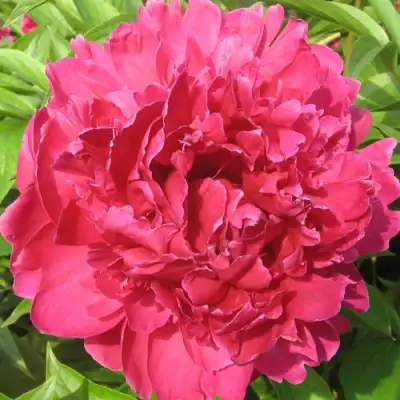 Пион ПУРПУРНЫЙ ФЕНИКС травянистый в Слуцке