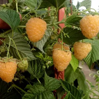 Малина ЗЮГАНА ЗОЛОТАЯ в Слуцке