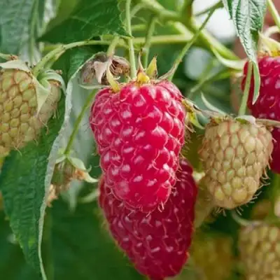 Малина МАРАСТАР в Слуцке