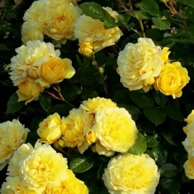 Роза АНИ ДЮПРЕЙ флорибунда в Слуцке