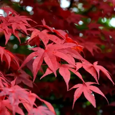 Клен гиннала  в Слуцке