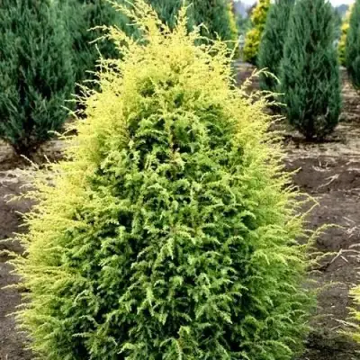Можжевельник ГОЛД КОН обыкновенный в Слуцке