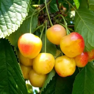 Черешня ЯНТАРНАЯ в Слуцке