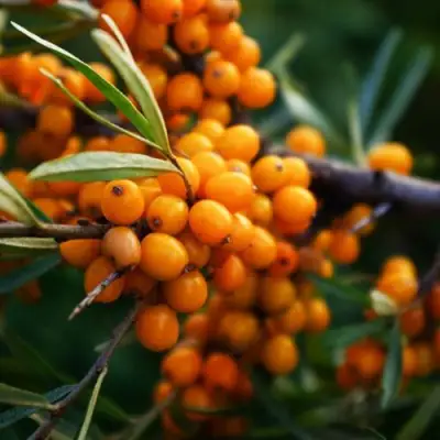 Облепиха МОСКОВСКАЯ ПРОЗРАЧНАЯ в Слуцке