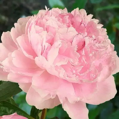 Пион САРА БЕРНАРД травянистый в Слуцке