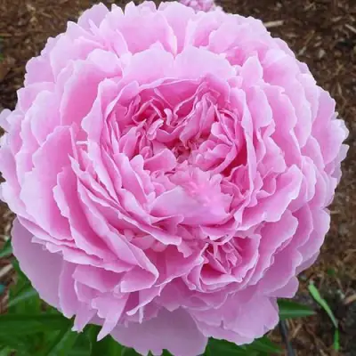 Пион ДЖАКОРМА травянистый в Слуцке