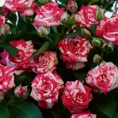 Роза ФАЙЕР ВОРКС миниатюрная в Слуцке