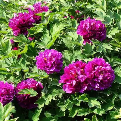 Пион ОРНАМЕНТ древовидный в Слуцке