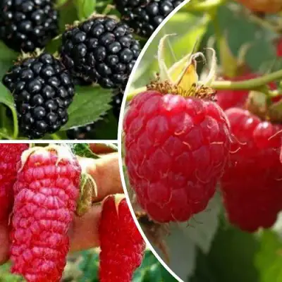 Комплект ЯГОДНЫЙ МИКС в Слуцке