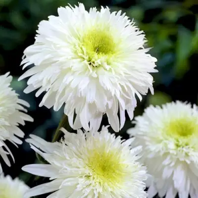 Нивяник ФИОНА ГОГХИЛЛ великолепный в Слуцке