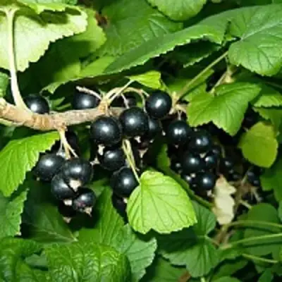 Смородина чёрная ВЕЛОЙ (ЛЕНИНГРАДСКАЯ СЛАДКАЯ) в Слуцке