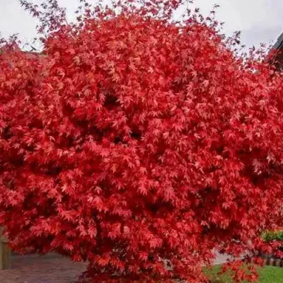 Клен гиннала  в Слуцке