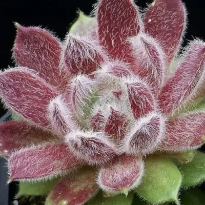 Молодило ТАРАНТУЛА в Слуцке