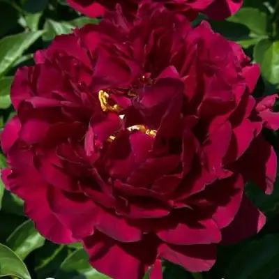 Пион ОЛД ФЕЙТФУЛ травянистый в Слуцке