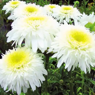 Нивяник ФИОНА ГОГХИЛЛ великолепный в Слуцке