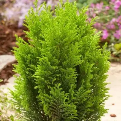 Кипарисовик ЭЛВУДИ ГОЛД лавсона в Слуцке