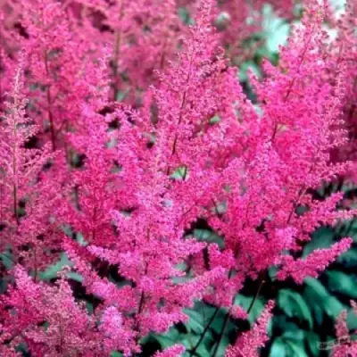 Астильба ЭЛИЗАБЕТ ВАН ВИН японская в Слуцке