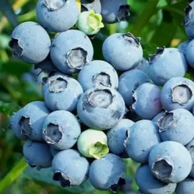 Голубика ПУРУ в Слуцке