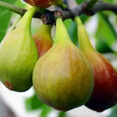 Инжир ДАЛМАТСКИЙ в Слуцке