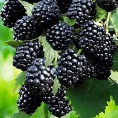 Ежевика АПАЧИ бесшипная  в Слуцке