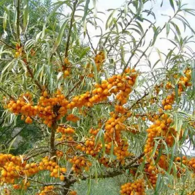 Облепиха ДАР МГУ в Слуцке