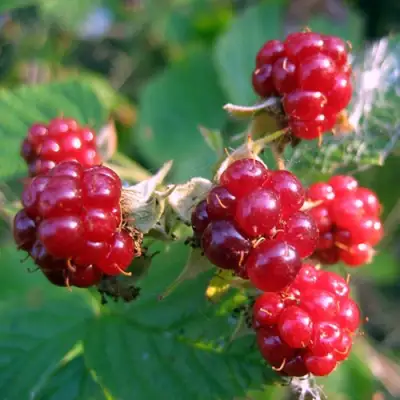 Княженика АСТРА в Слуцке