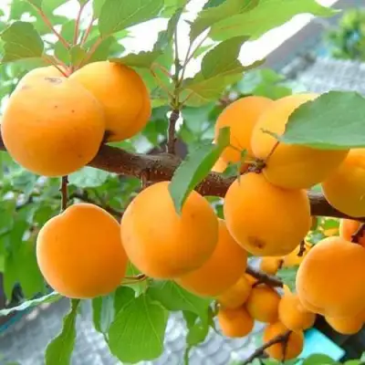 Абрикос ОРИГИНАЛ в Слуцке