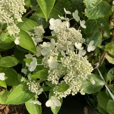 Гортензия ПРИМ ВАЙТ метельчатая в Слуцке