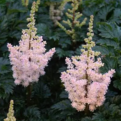 Астильба ЛИЛИПУТ курчавая в Слуцке