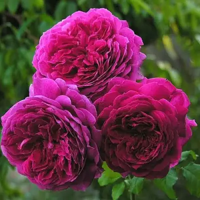 Роза КЕЙТ английская в Слуцке